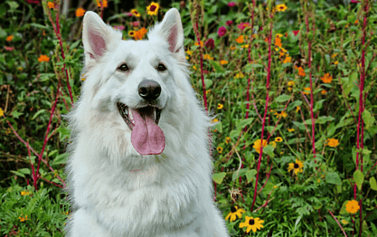 French Bulldog Training