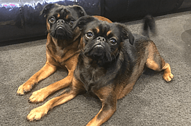 French Bulldog Training