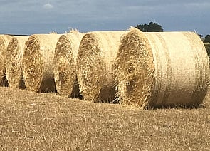 Barley straw for feed or bedding