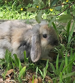 TURTLE - Ready for new home now