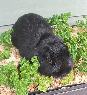 GOTHAM - Ready for new home now