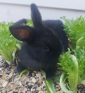 RUFFLES - Pickup after 4 February