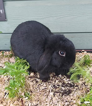 LIGHTNING - Ready for new home now