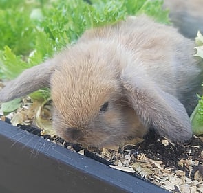 ROCKY - Pickup after 4 February