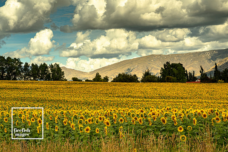 Crown Range Sunflowers