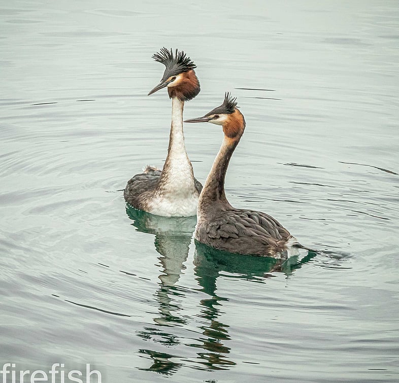Australasian Crested Grebes