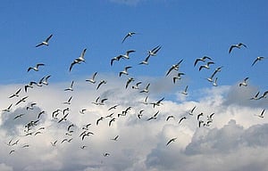 Systems Thinking: Land Use Capability and Sustainability