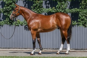 Lot 19 - Castelvecchio x French SkylineColt-Click here-