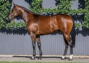 Lot 53 - Proisir x Hail To The QueenFilly-Click here