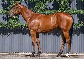 Lot 120 - Capitalist x LacazetteColt-Click here
