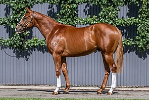 Lot 143 - The Autumn Sun x Little StevieColt-Click here-