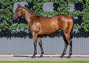 Lot 146 - Cosmic Force x LonadoFilly-Click here