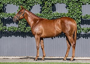 Lot 160 - Pinatubo (IRE) x Maggie MissFilly-Click here