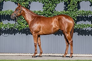 Lot 227 - Pinatubo (IRE) x My PleasureFilly-Click here-