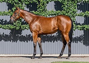 Lot 271 - Bivouac x OnedayclosertoyouFilly-Click here