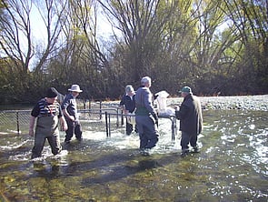 Trapping Salmon Haka River