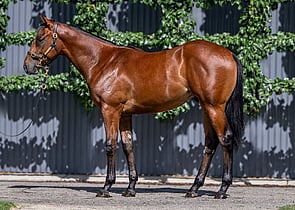 Lot 294 - Hellbent x PeindreColt-Click here