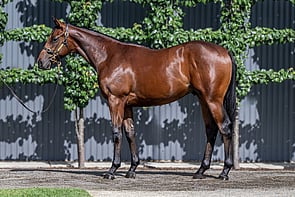 Lot 302 - Justify (USA) x PhyliciaColt-Click here-