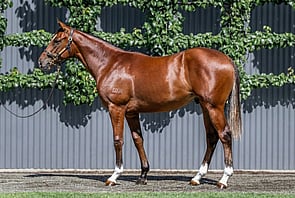 Lot 326 - Dundeel (NZ) x Quick FeetColt-Click here