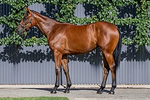 Lot 523 - Home Affairs x Total AttractionFilly-Click here-