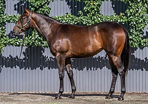 Lot 598 - Pierro x ZelifyFilly-Click here