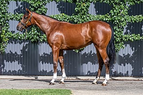Lot 666 - Sweynesse x Belle Hope (NZ)Filly-Click here-