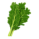 Contact Amber Garden Centre for your kale plants