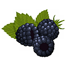 Contact Amber Garden Centre for your blackberry plants
