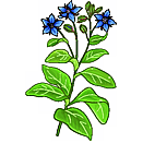Contact Amber Garden Centre for your borage plants