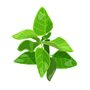 Contact Amber Garden Centre for your oregano plants