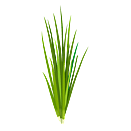 Contact Amber Garden Centre for your chive plants