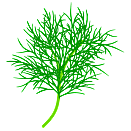 Contact Amber Garden Centre for your dill plants