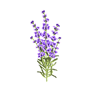 Contact Amber Garden Centre for you January Lavender