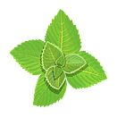 Contact Amber Garden Centre for you January Mint