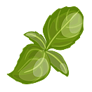 Contact Amber Garden Centre for your basil plants