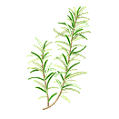 Contact Amber Garden Centre for your rosemary plants