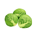 Contact Amber Garden Centre for your brussel sprout plants