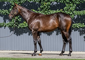 Lot 653 - Pierro x BahamaColt-Click here