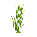 Contact Amber Garden Centre for your garlic chives plants