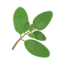 Contact Amber Garden Centre for your marjoram plants