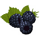 Contact Amber Garden Centre for your blackberry plants