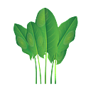 Contact Amber Garden Centre for your sorrel plants