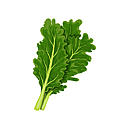 Contact Amber Garden Centre for your kale plants