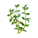 Contact Amber Garden Centre for your thyme plants