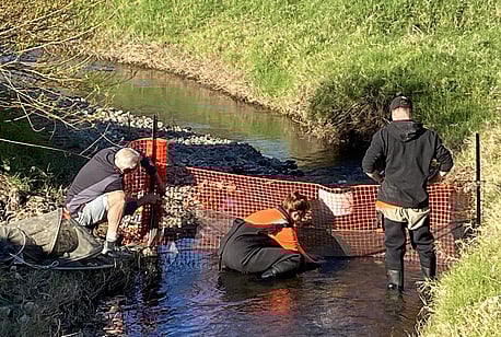 Fish Recovery, Holland Stream, Fletcher Bay