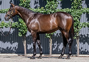 Lot 732 - Too Darn Hot (GB) x Courtyard CircleColt-Click here