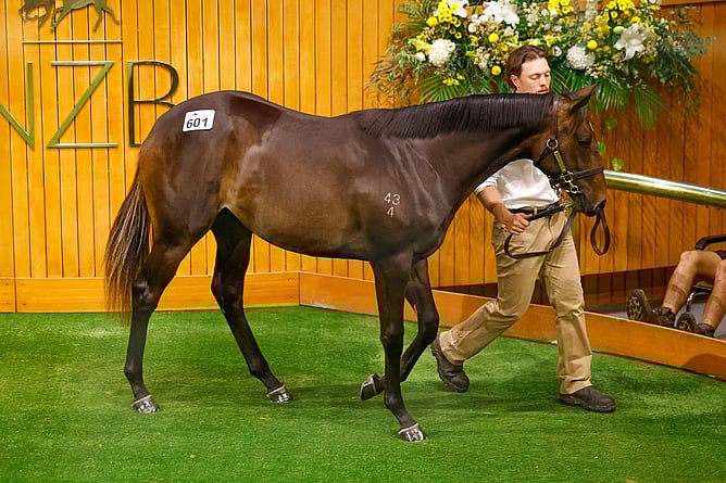 Lot 601, a filly by Embellish sold for $200,000 at Karaka on Tuesday -  Photo: Angelique Bridson