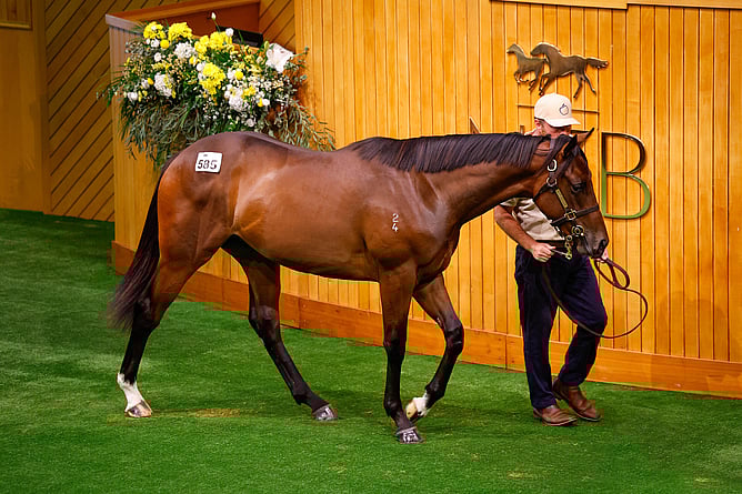 Lot 585 Sword of State ‐ Palace Whispers. - Photo: Angelique Bridson