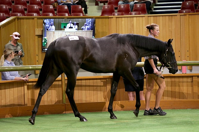Lot 865 Noverre &ndash; Royal Roc Filly. -  Photo: Trish Dunell