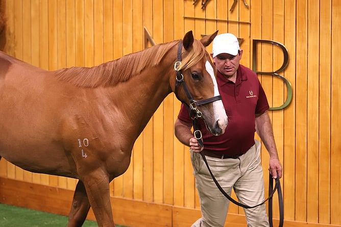 Lot 954 – Written By – Glowing Trait Filly - Photo: Trish Dunell